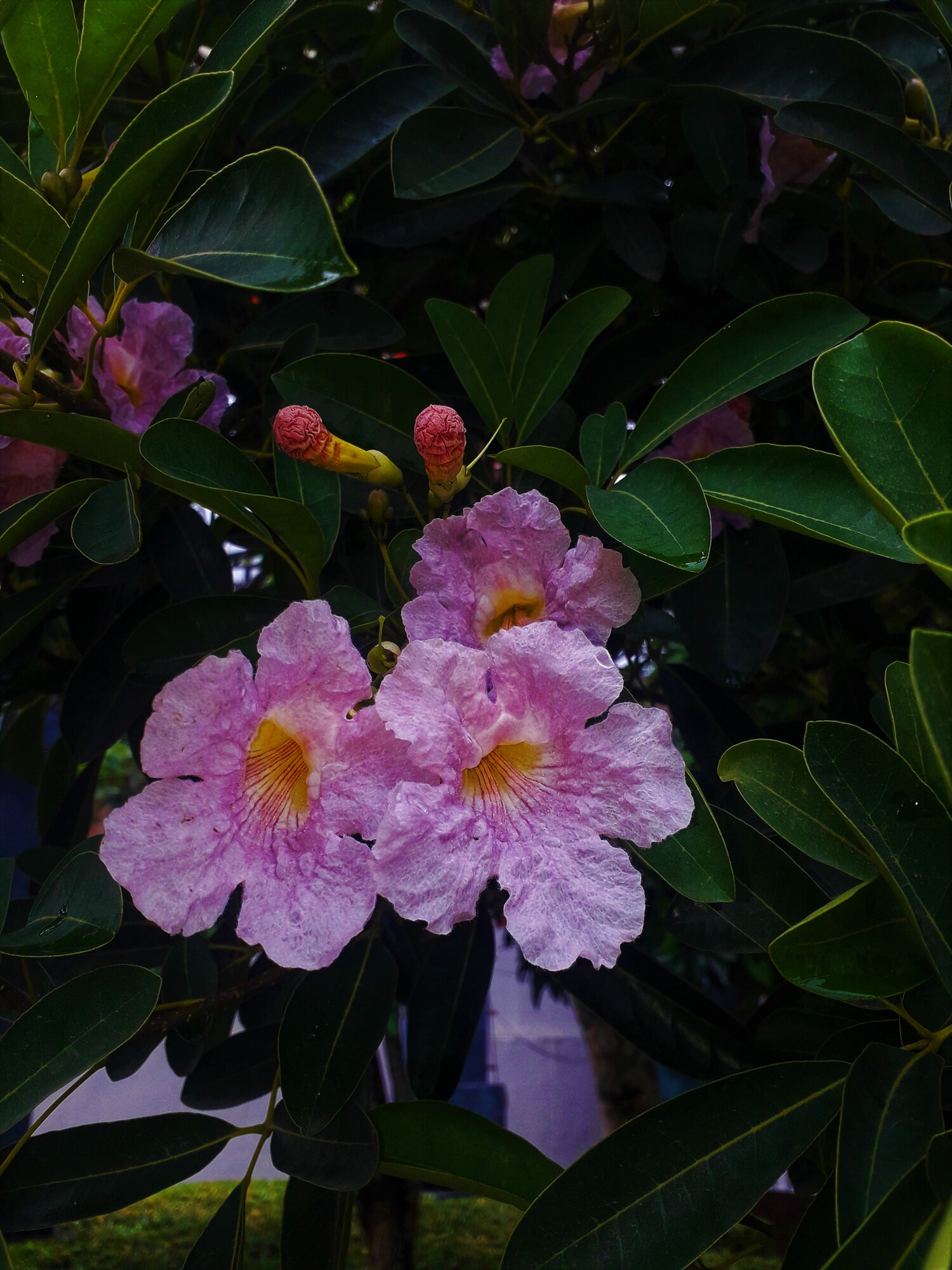 Close-up of pink trumpet flower showing yellow throat