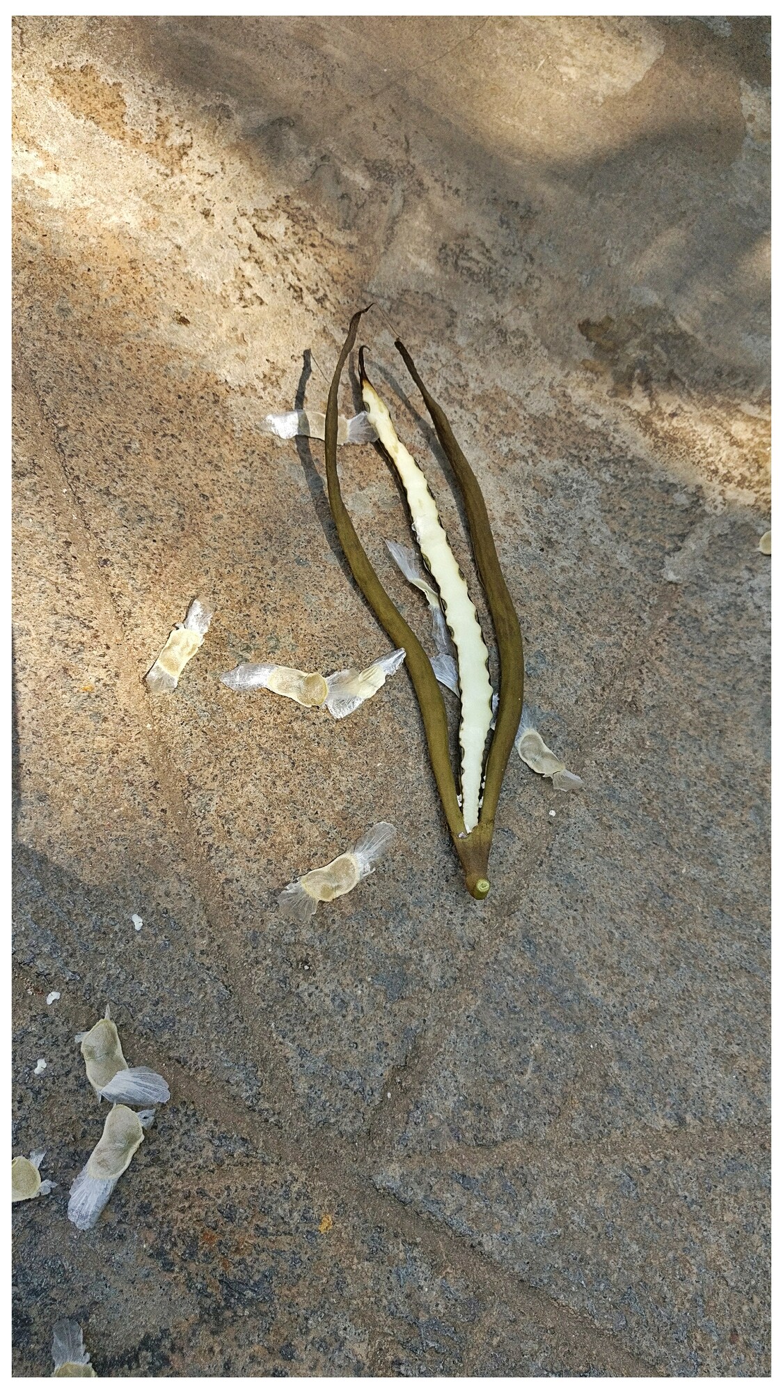 Long seed pods and winged seeds of Tabebuia rosea