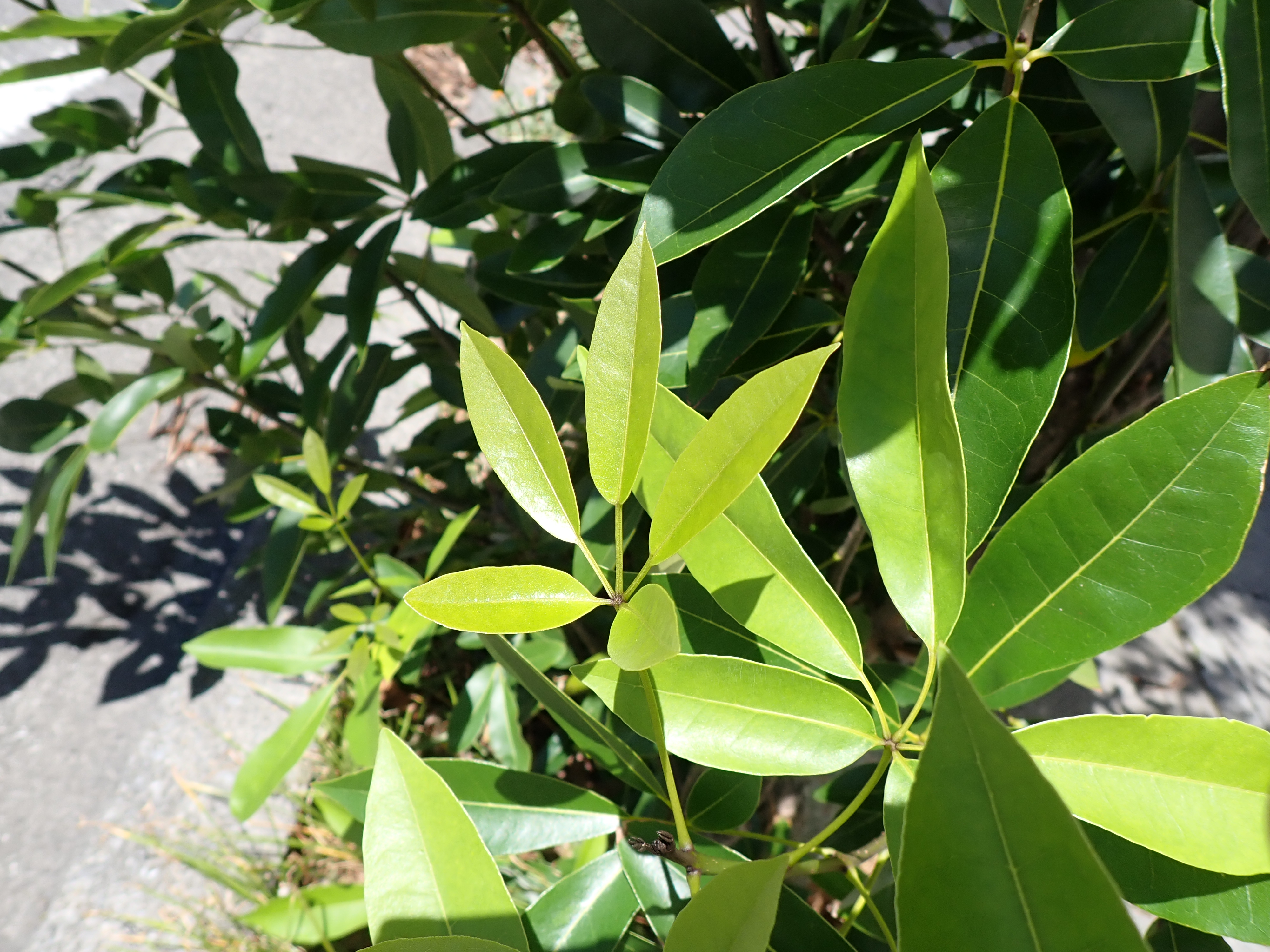Palmately compound leaves of Tabebuia rosea showing five leaflets