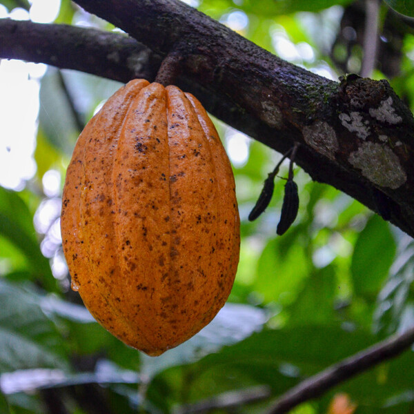 Cacao