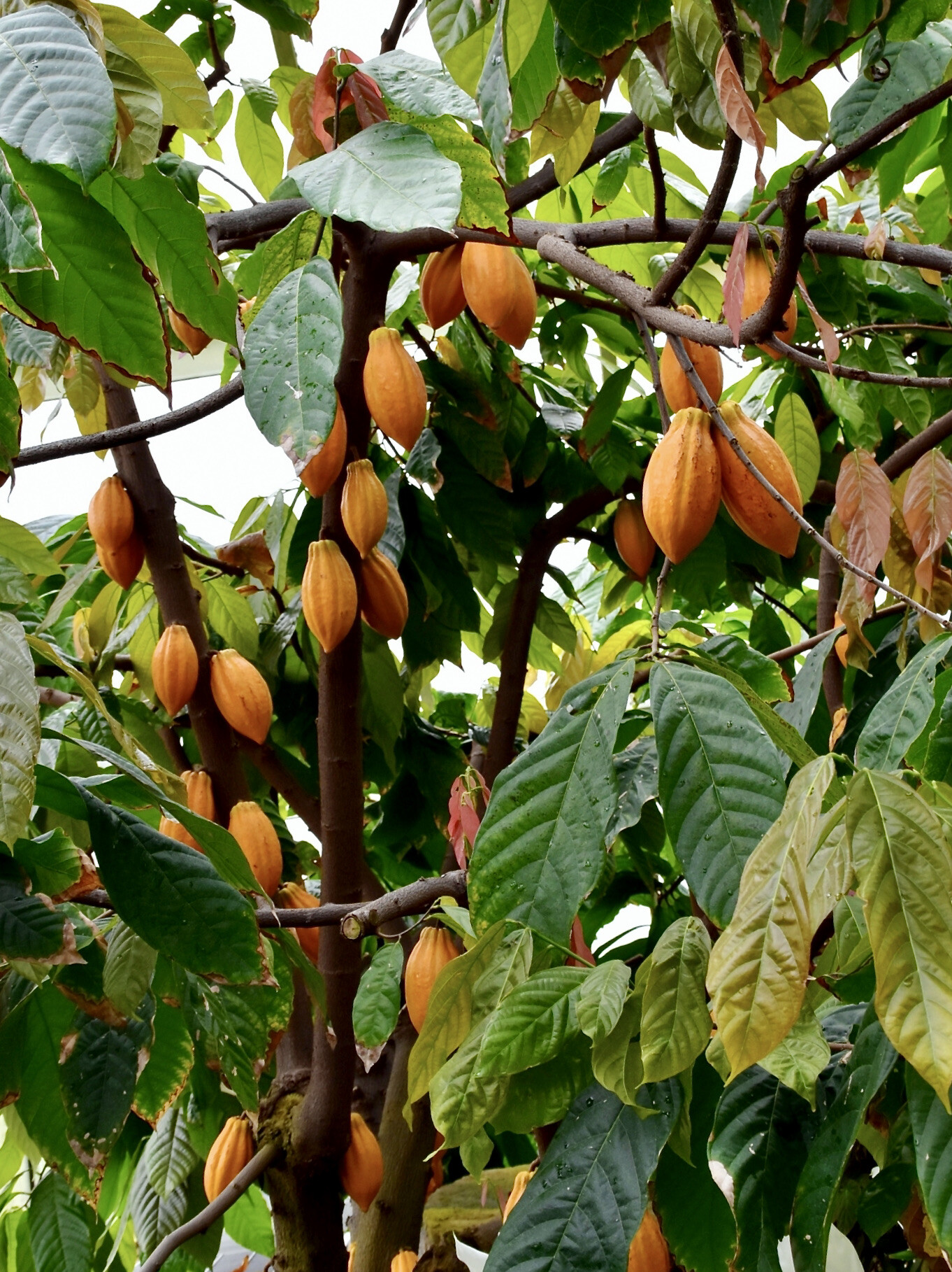 Cacao leaves and foliage
