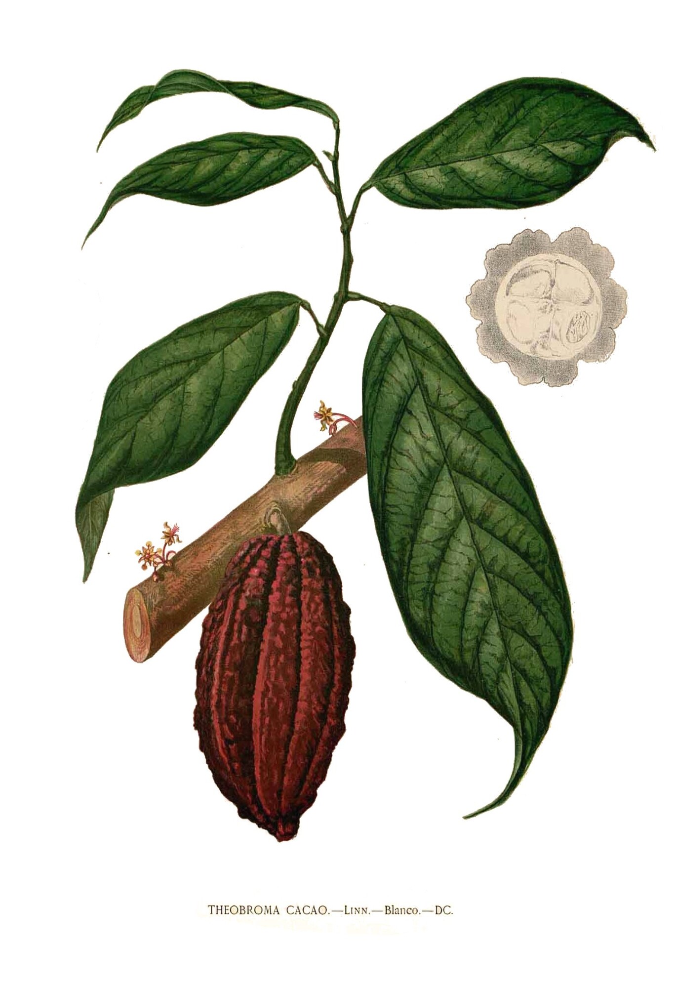 Historical botanical illustration of cacao