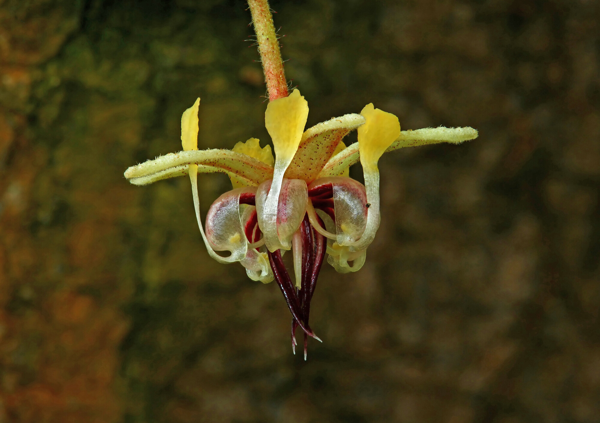 Close-up of cacao flower structure
