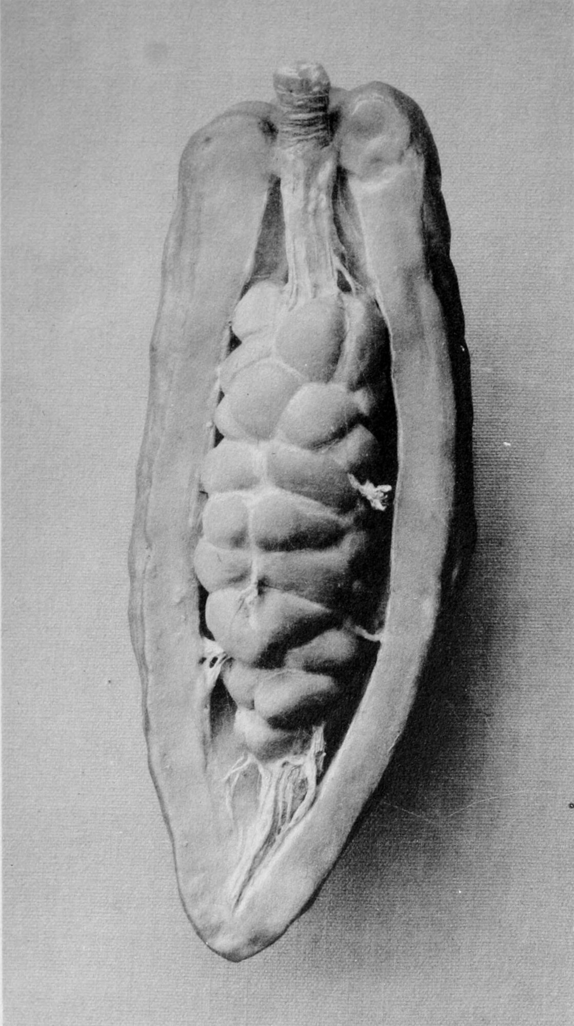 Opened cacao pod showing seeds