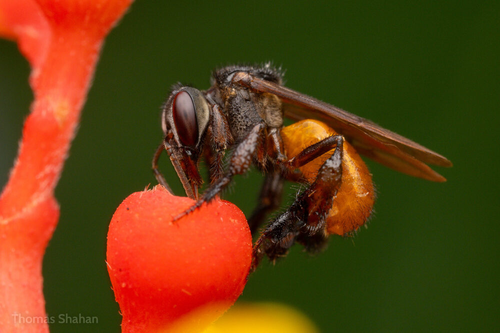 Trigona fulviventris stingless bee on flower