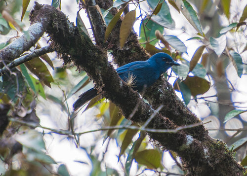 Unicolored Jay in Mexico