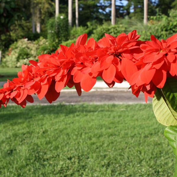 Mountain Poinsettia