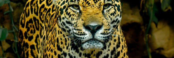 Wildlife Corridors: Lifelines for Biodiversity