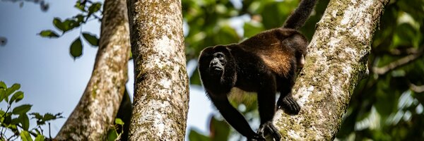Costa Rica's Conservation Programs